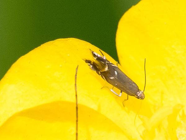 Kleine parelmot (Glyphipterix simpliciella)